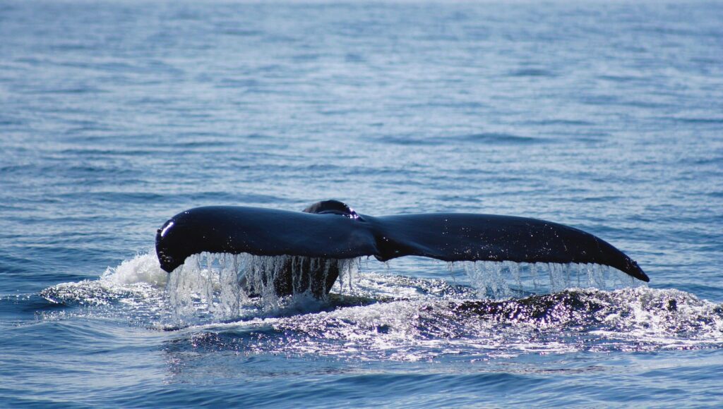 Excursion pour observer les baleines depuis le Clayoquot Wilderness Resort, un écolodge au Canada.