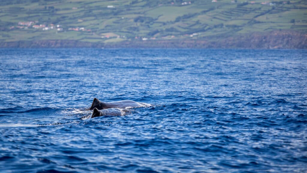 Sperm,Whale,Mother,And,Child,With,Faial,,Acores,,In,The