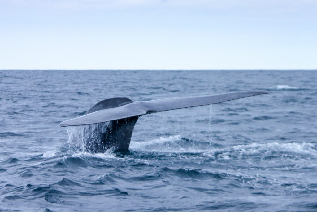 Croisiere cetaces observation baleines acores