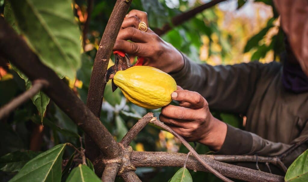 The,Hands,Of,A,Cocoa,Farmer,Use,Pruning,Shears,To