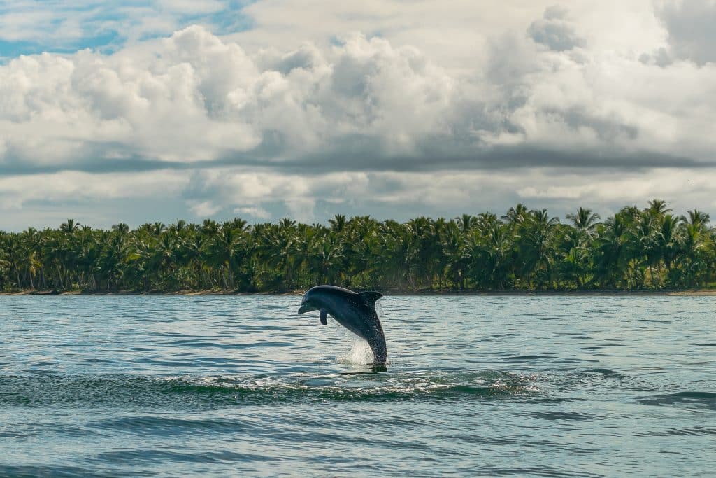 Close,Up,Of,Dolphin,Jumping,Out,Of,Sea,Water,In