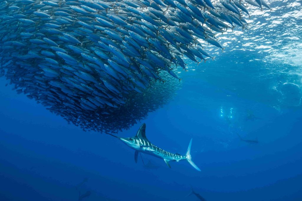 Observation d'un écosystème sous-marin avec des espadons et des sardines en Afrique du Sud