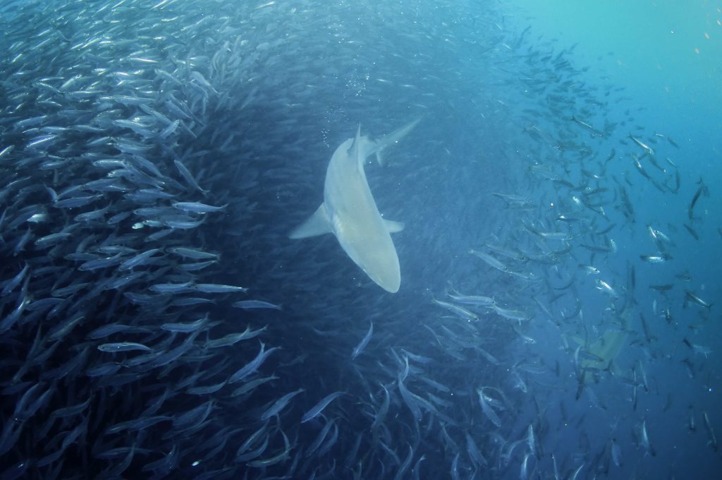 Ecosystème sous-marin en Afrique du Sud entre sardines et grands requins blancs
