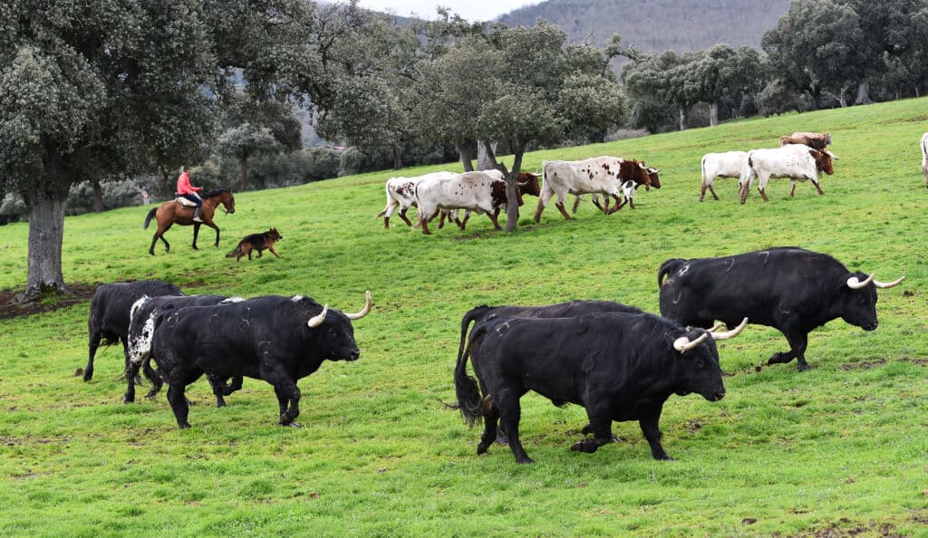 Bull,In,Spain,In,Green,Countryside