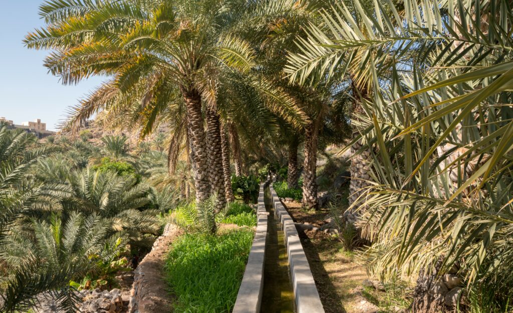 Falaj de misfat systeme irrigation antique culture palmiers