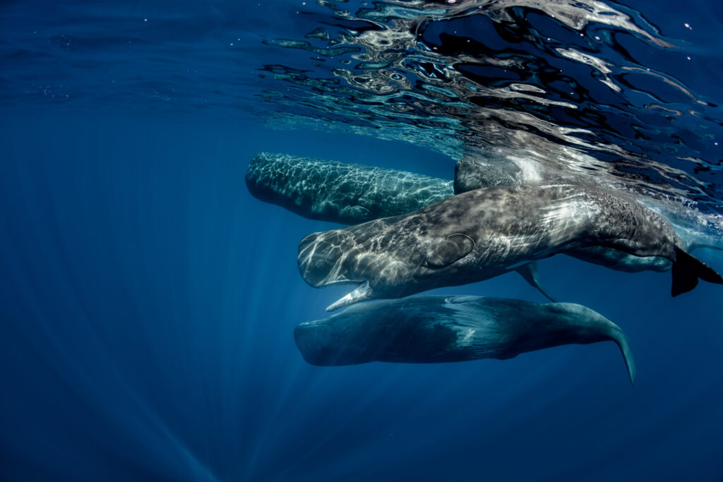 Biggest,Predators,In,The,World,In,Blue,Ocean.,Pod,Of