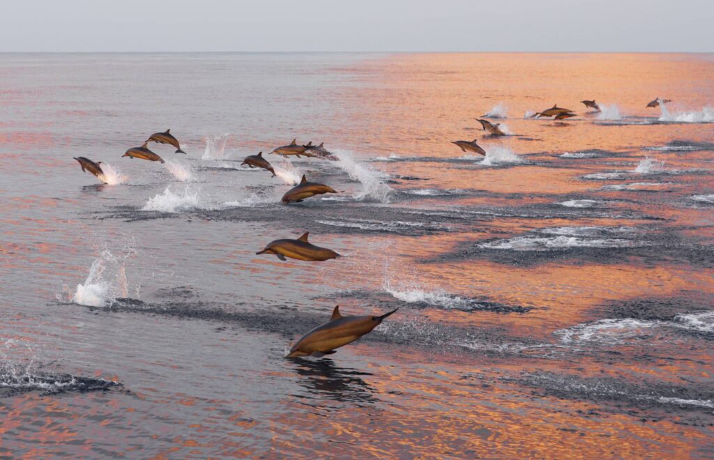 Dolphins,Are,Pursuing,A,Flock,Of,Fish,At,Sunset.,Family
