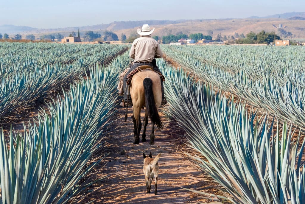 Farmer,On,His,Horse,Walking,In,His,Agave,Seed.,Agave