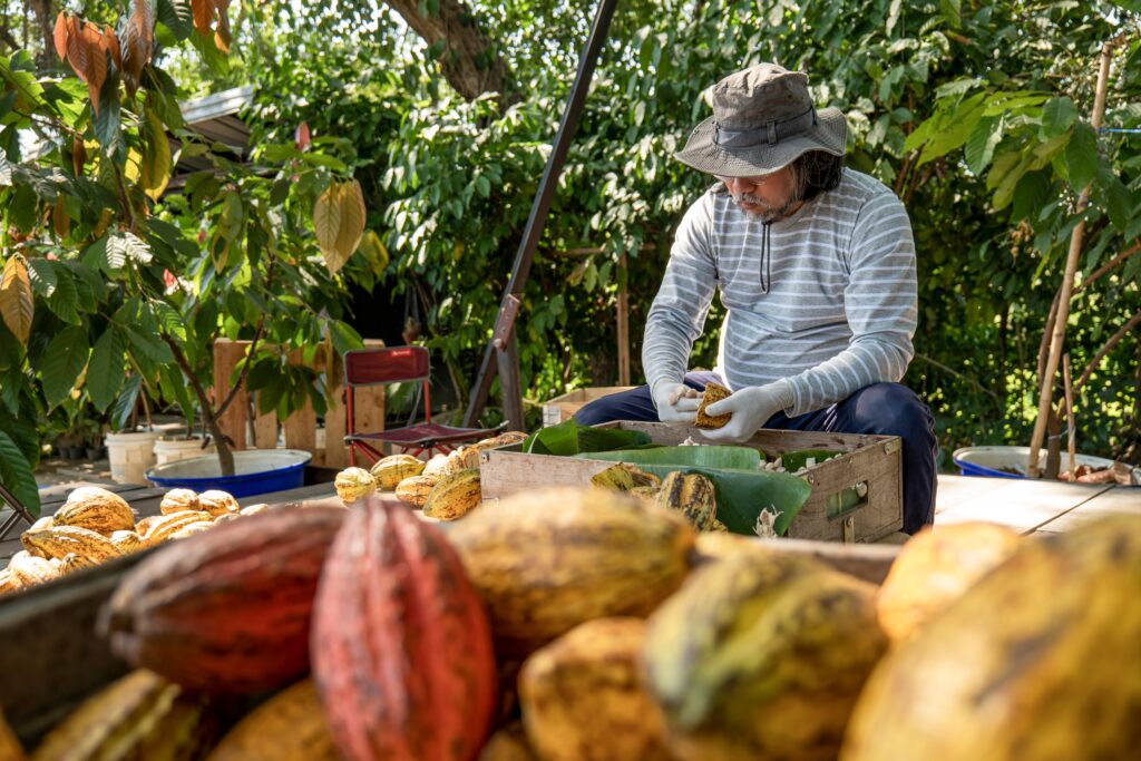Fermier recuperant les feves de cacao plantation Madagascar