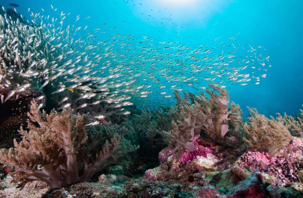 The,Coral,Reef,In,Underwater,Of,Andaman,Sea,Thailand