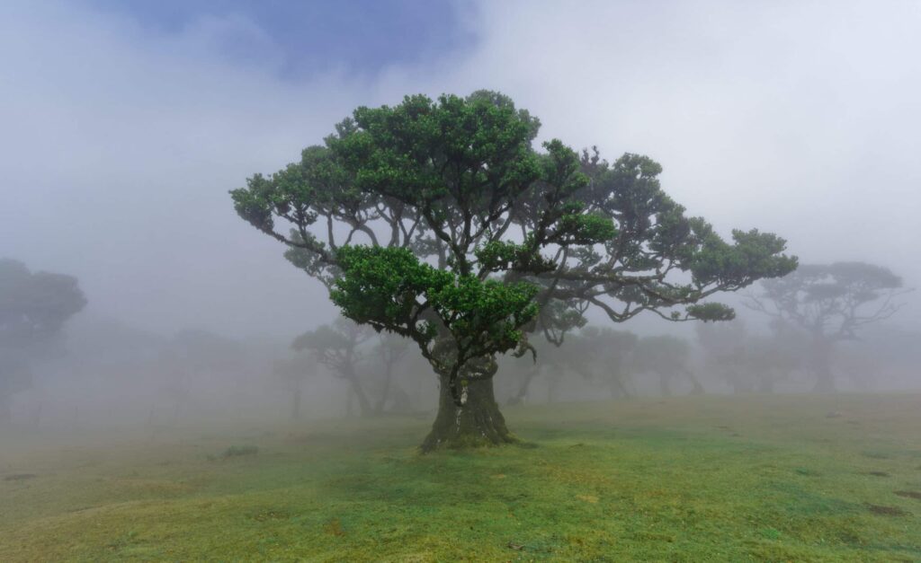 Forêt laurifère biodiversité endémique Madère
