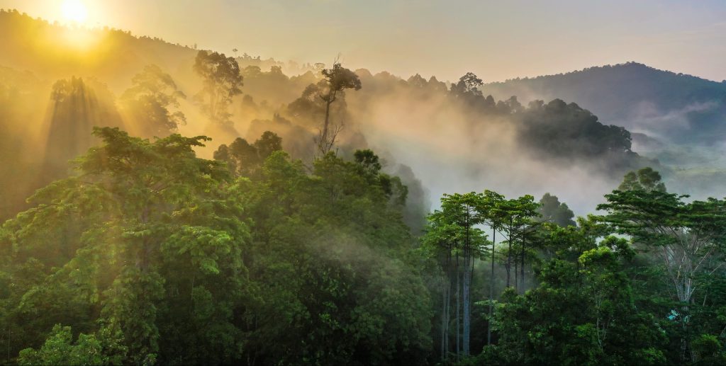 Tropical,Rainforest,,Stunning,View,Of,Borneo,Rainforest,With,Sunrise,Mist