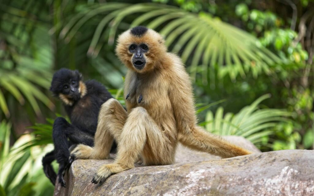 Golden cheeked,Gibbon,Close up,With,Another,Golden cheeked,Gibbon,Looking,At,Him
