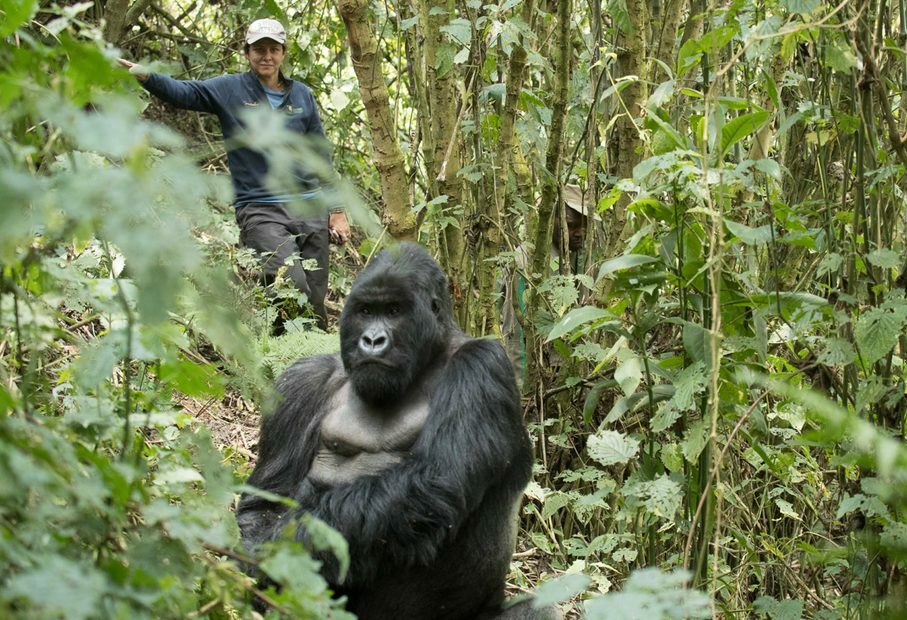 Excursion pour observer les gorilles au Gorilla's Nest.