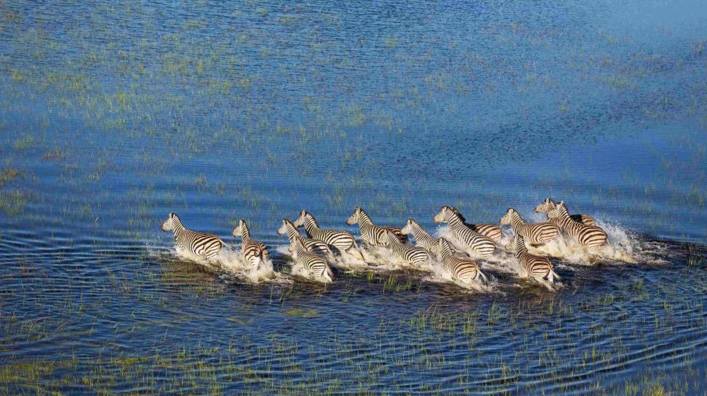 Grande Migration d'un troupeau de zèbres au Kalahari
