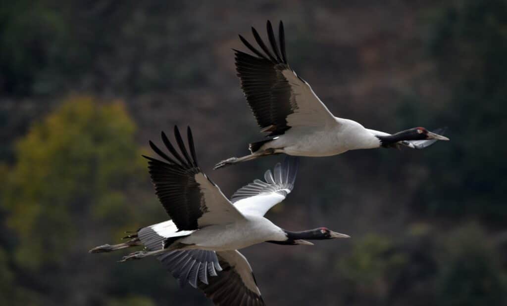 Black necked,Cranes,At,Trahiyangtse,,Eastern,Bhutan.