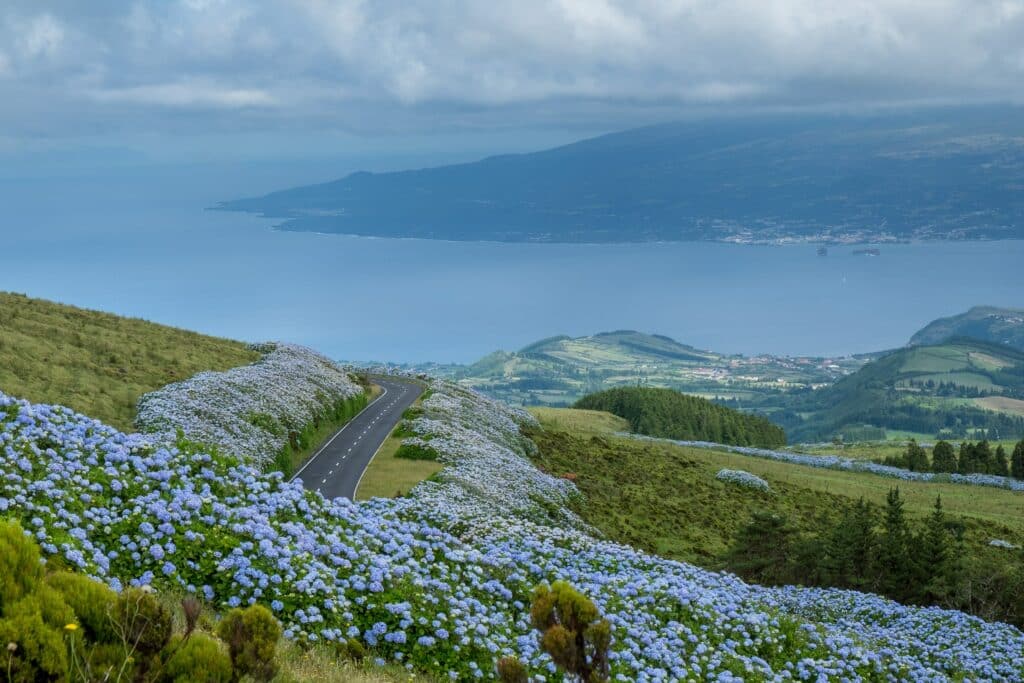 Ile de Faial couverte hortensias bleus