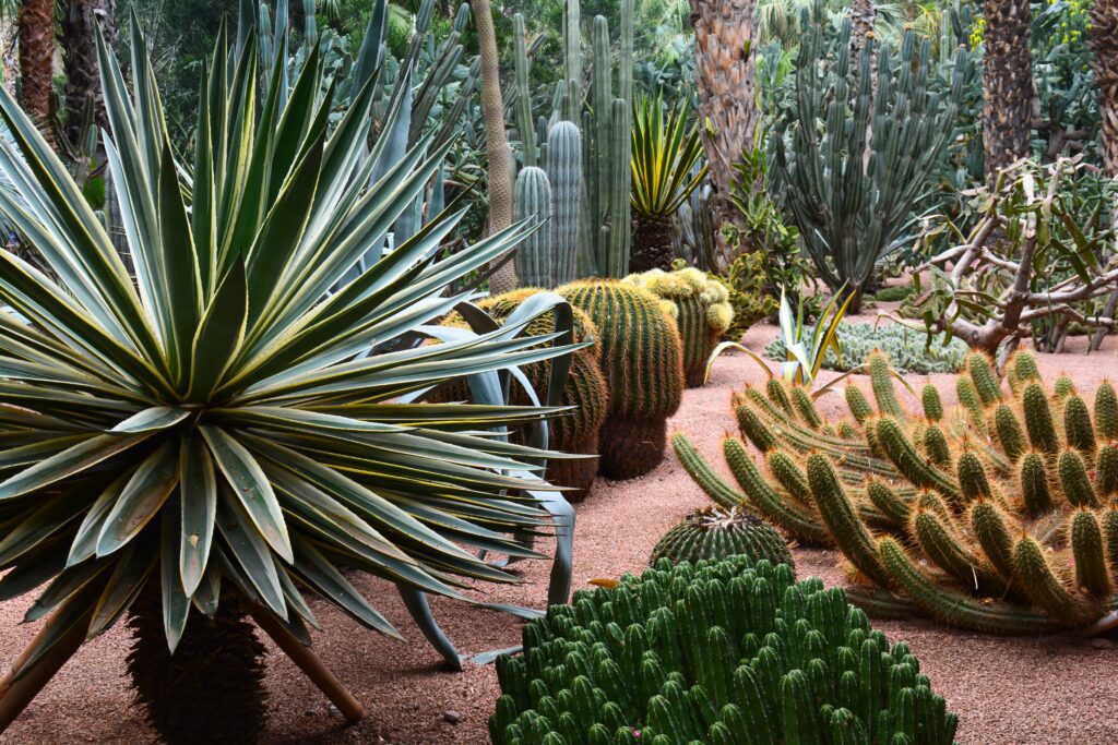 Jardin Majorelle Marrakech Maroc