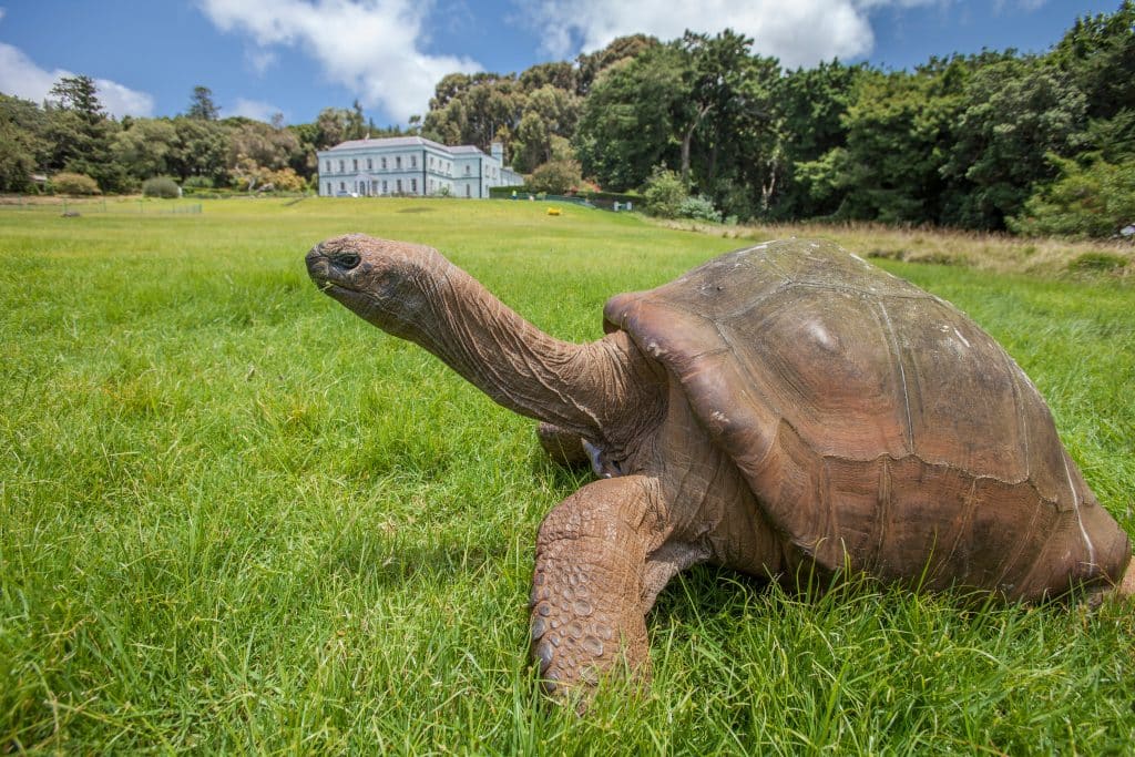 Giant,Turtle,In,The,Park,Of,Govenors,Residence,On,St.helena