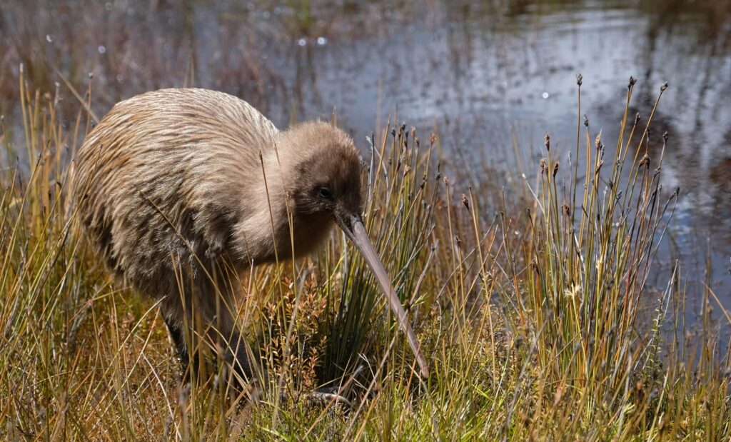 Endangered,New,Zealand,Kiwi,Bird