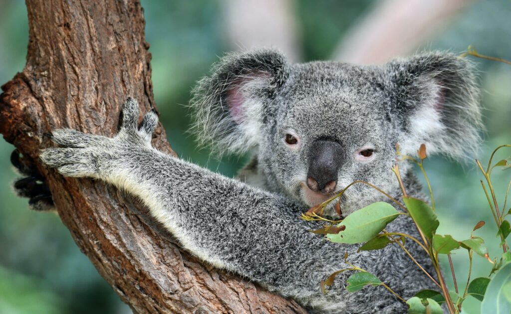 Koala kangaroo island australie