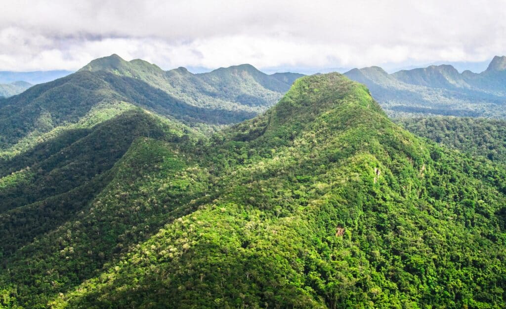 La forêt primaire vierge paysage Bassin de Cockscomb Belize