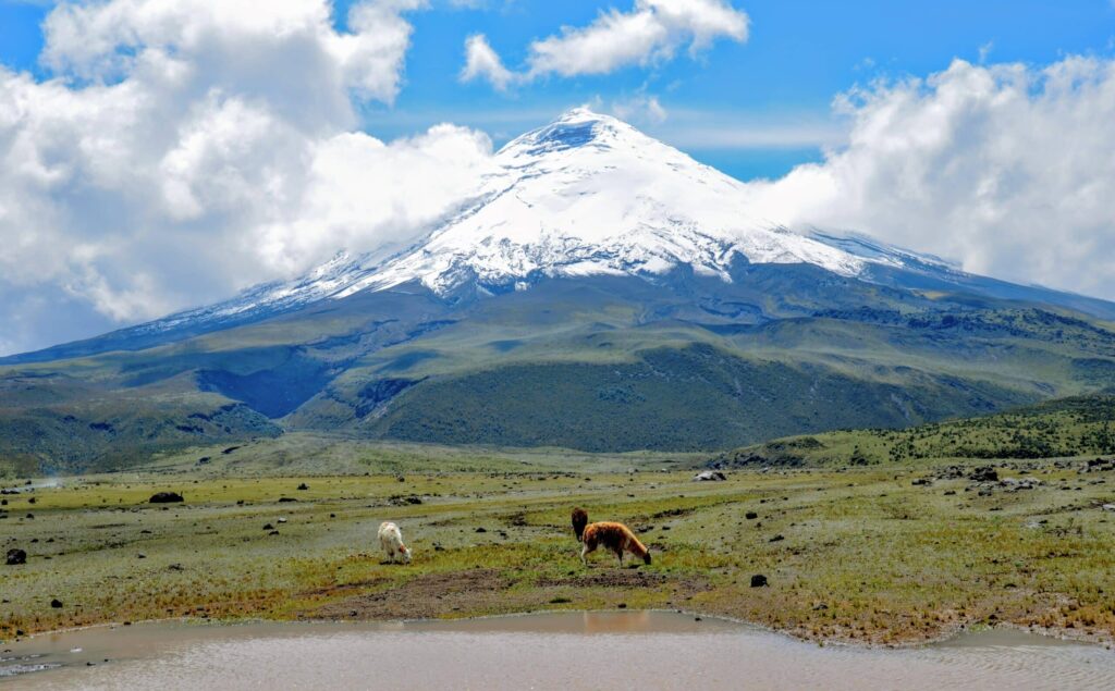 Lamas Volcan Cotopaxi Equateur