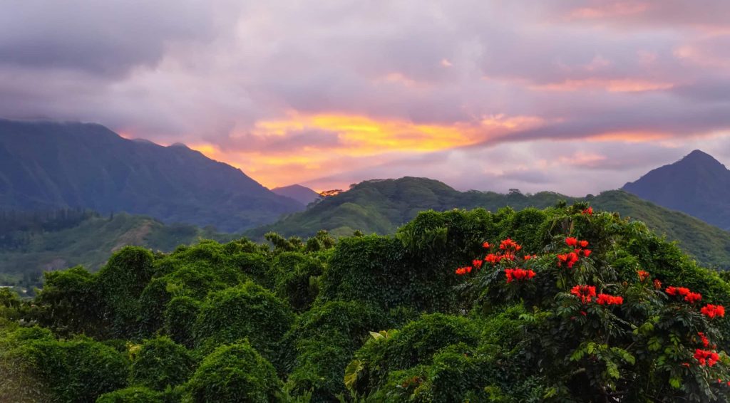 The,Plants,,Vines,,And,Flowers,Of,The,Hawaiian,Rainforest,Glow