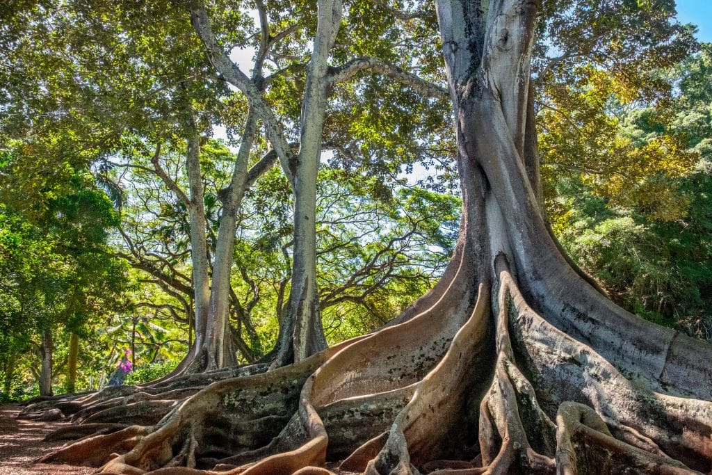 Moreton,Bay,Fig,Tree,,Kauai,,Hawaii,,Usa.