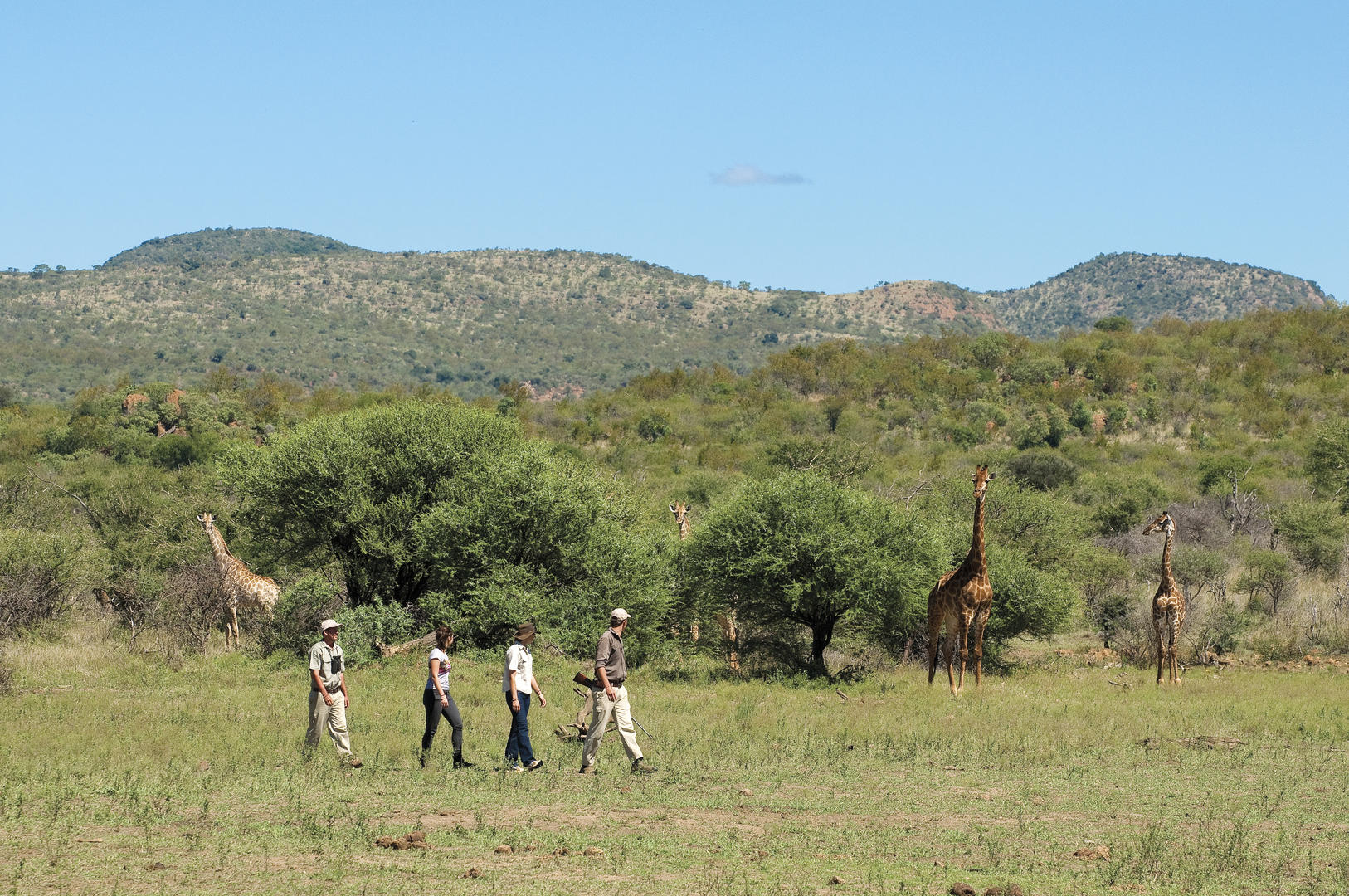 Expérience d'exploration au Madikwe Safari Lodge en Afrique du Sud.