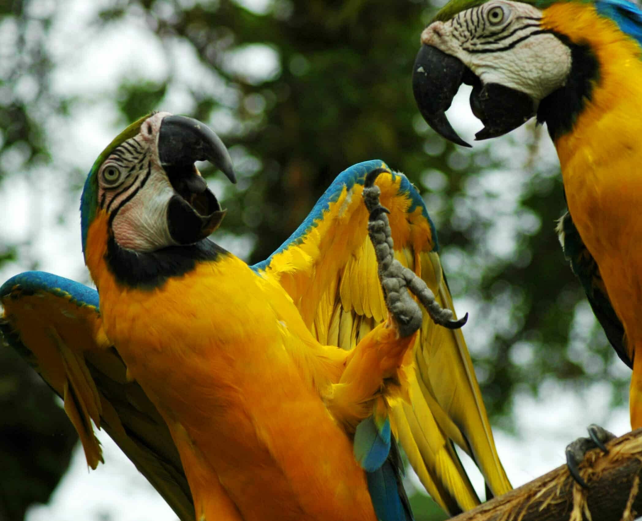Manatee Amazon Explorer croisiere equateur observation oiseaux