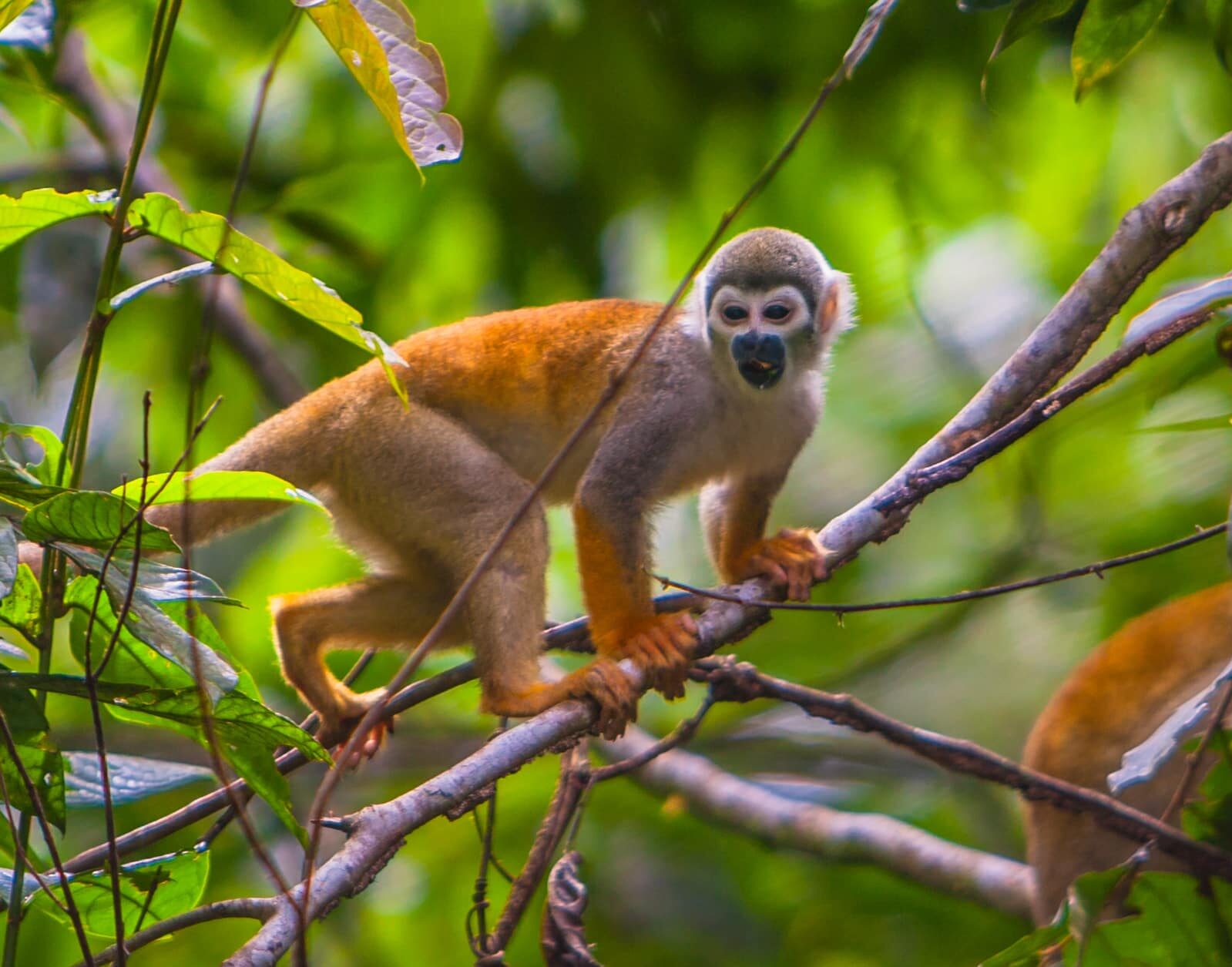 Manatee Amazon Explorer croisiere equateur singe ecureil