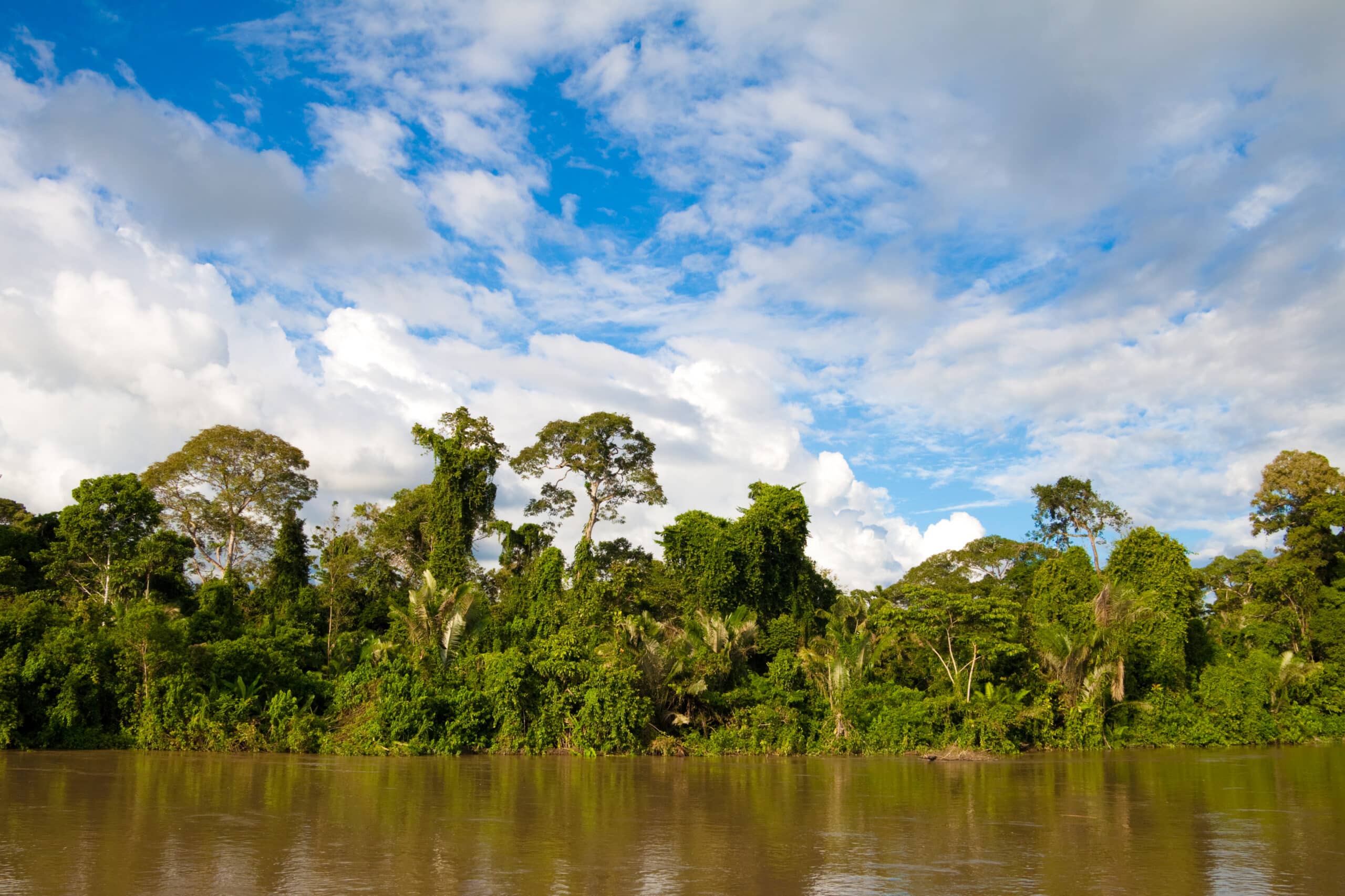 Manatee amazon explorer galapagos  foret equatorienne