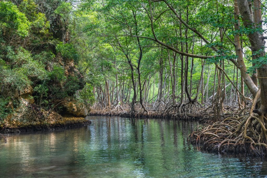 Los,Haitises,National,Park,In,Samana.,Dominican,Republic.,Mangroves,,Caves,