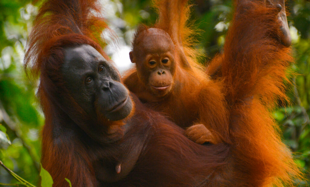 Mother,Bornean,Orangutan,(pongo,,Pygmaeus),With,Baby,In,Close,Detail