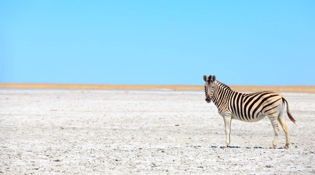 Migration Zèbres Okavango zèbre sur un pan