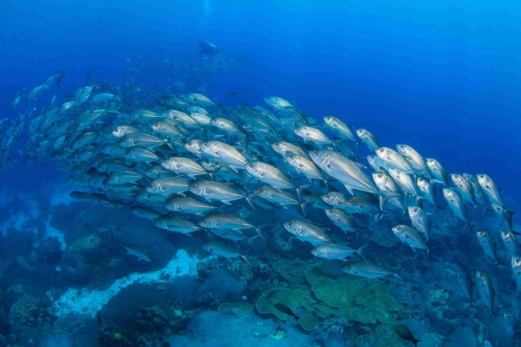 Migration des sardines du Cap en Afrique du Sud
