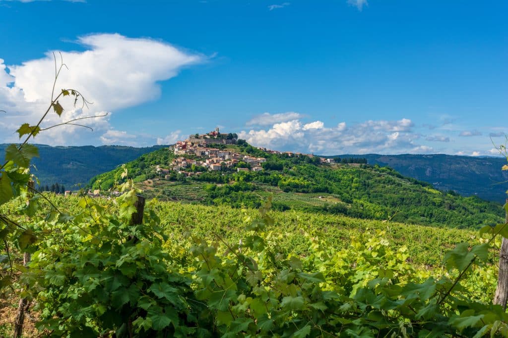 View,Of,A,Vineyard,On,The,Croatian,Hills