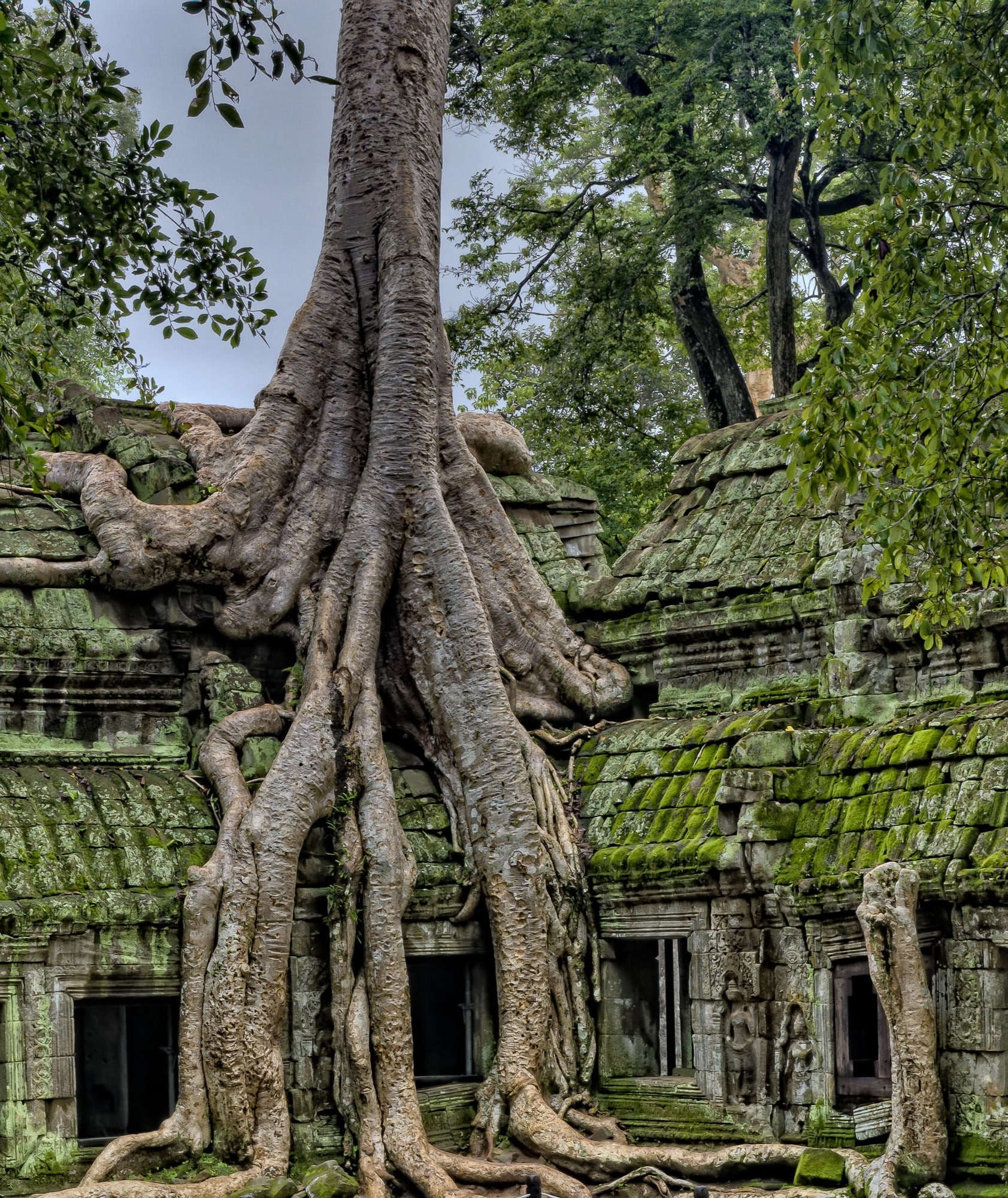 Nature dans le site archéologique d'Angkor Wat au Cambodge