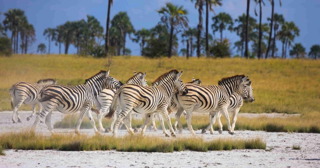 Observation de la migration des zèbres dans l'Okavango