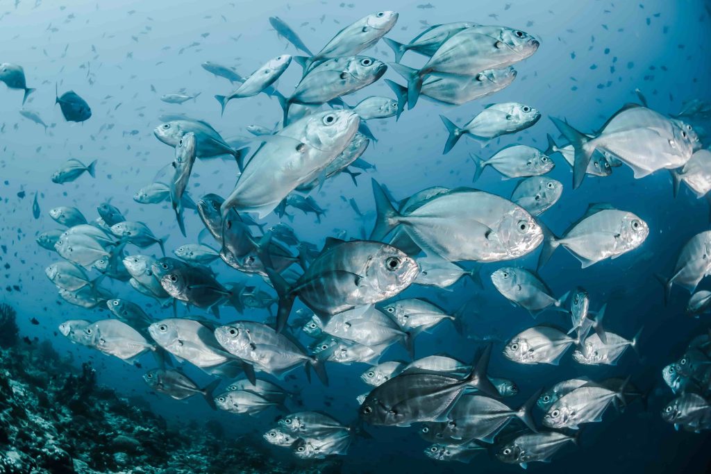 Observation sous-marine des sardines au Cap en Afrique du Sud