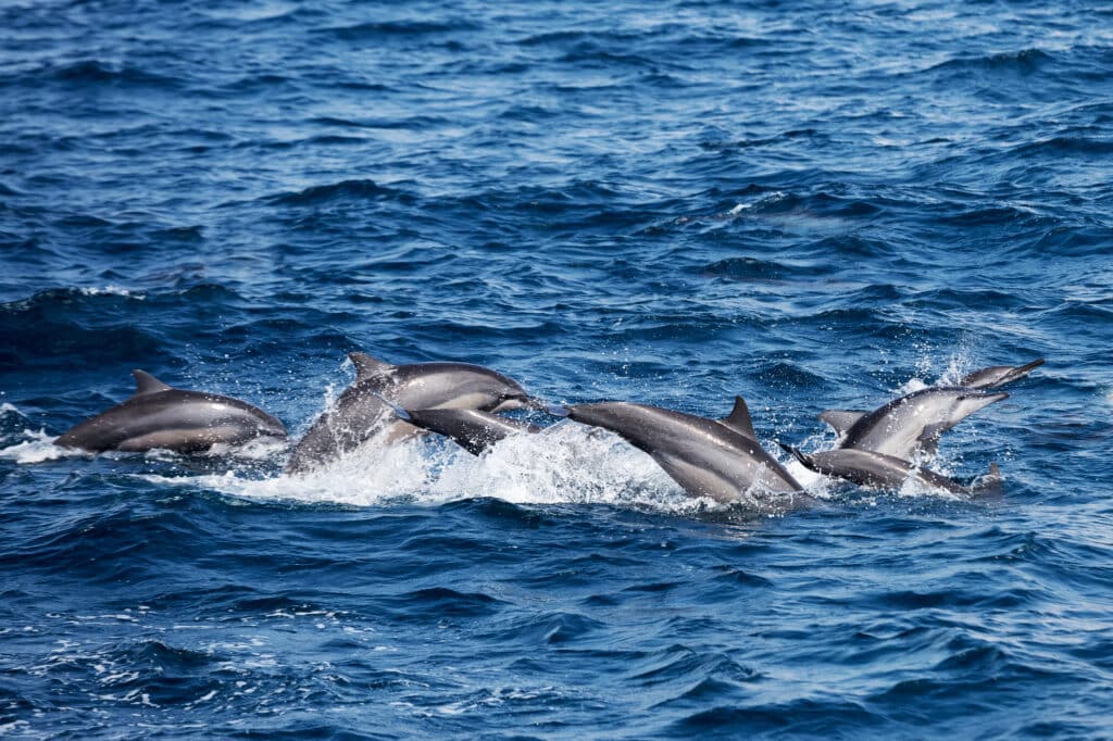 A,Group,Of,Dolphins,Jumping,Over,Waves,In,Blue,Waters