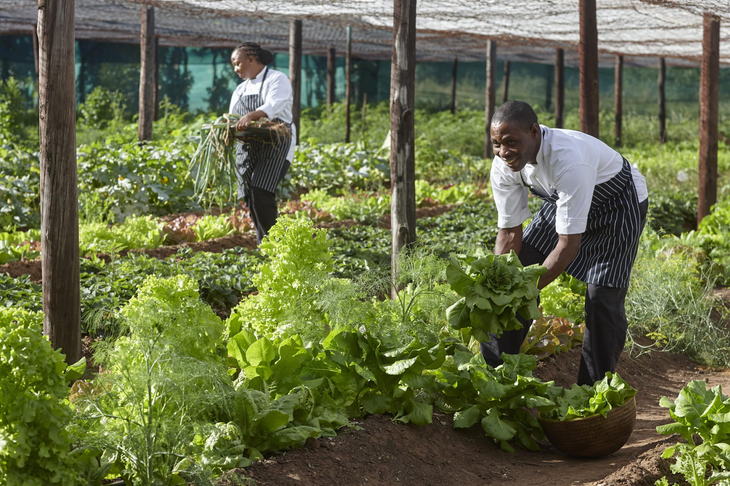 Personnel du Pamushana Lodge en train de cueillir de légumes au Zimbabwe.
