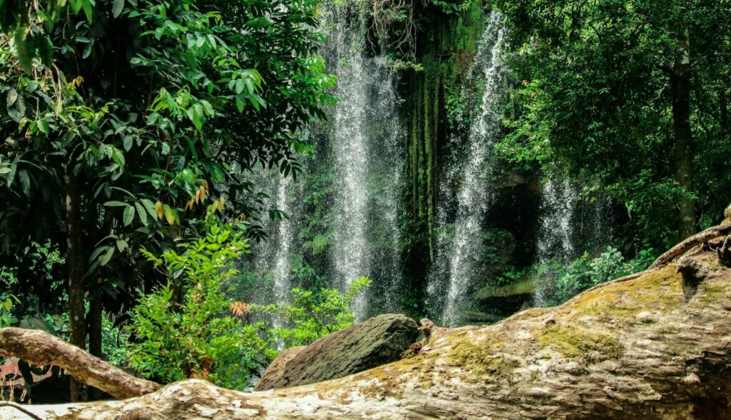 Phnom Kulen jungle Cambodge