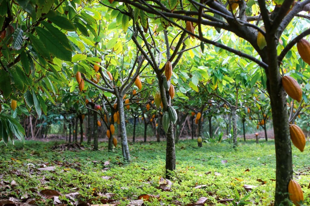 Chocolate,Cacao,Tree,Farm,With,Green,,Yellow,,Orange,,And,Red
