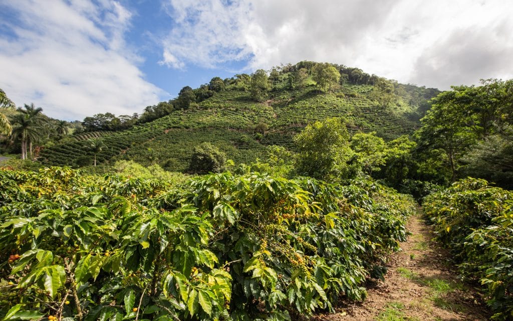 Coffee,Plantation,In,Costa,Rica