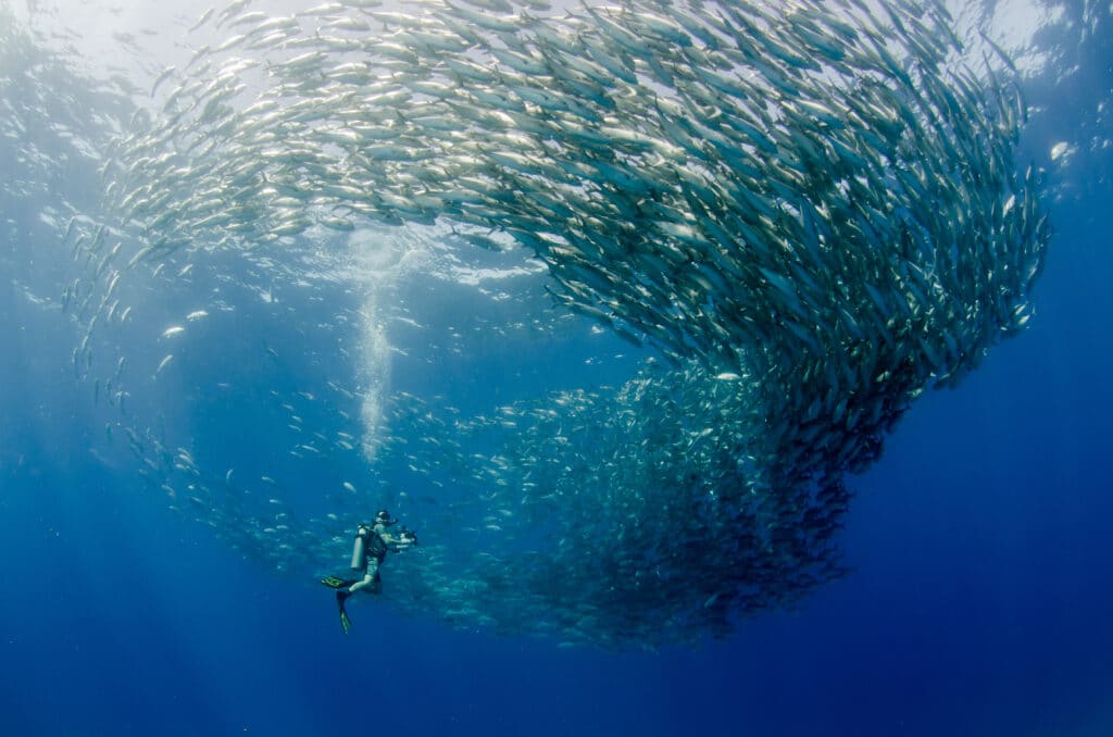 Big,Eye,Trevally,Jack,,(caranx,Sexfasciatus),Forming,A,School,,Bait