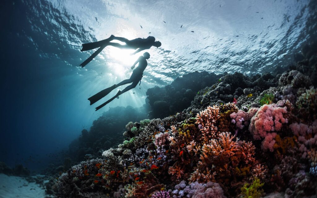 Two,Freedivers,Swimming,Underwater,Over,Vivid,Coral,Reef.,Red,Sea,