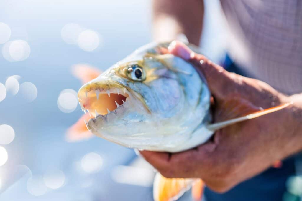 Poisson tigre dans les eaux du Zambèze depuis le Matusadona Camp
