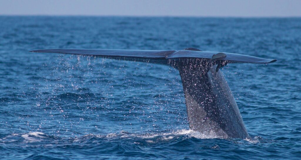 A,Blue,Whale,Showing,Its,Fluke,Just,Before,It,Took